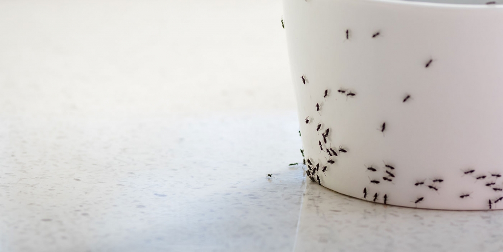 Kirchner’s Pest Control
