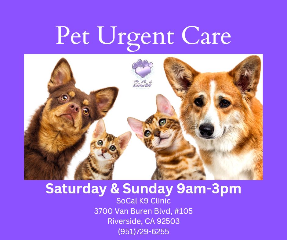 SoCal K9 Clinic