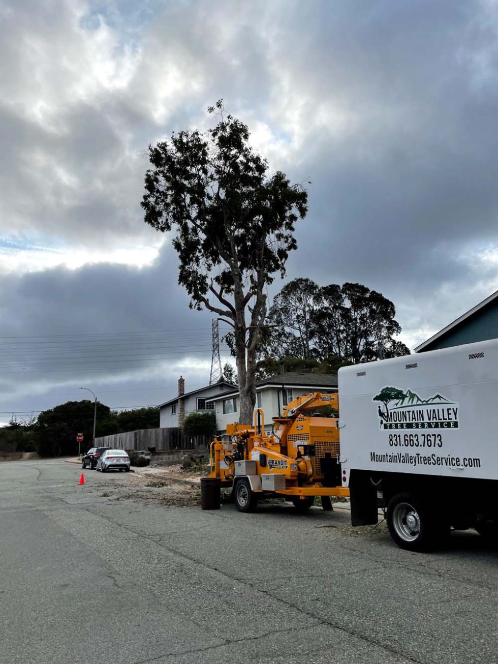 Mountain Valley Tree Service