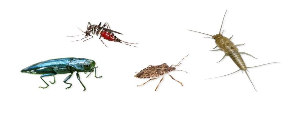 Adam’s Pest Control – Nisswa
