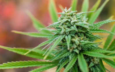 The Midwest Craft CBD+ Hemp THC Dispensary
