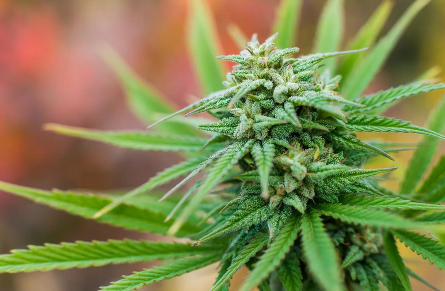 The Midwest Craft CBD+ Hemp THC Dispensary