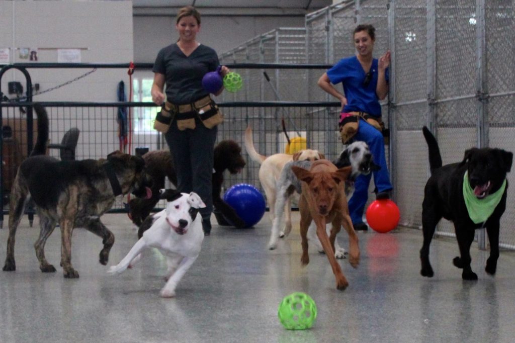 Tipp to Tail Pet Resort and Spa
