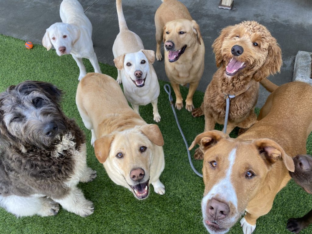 Tipp to Tail Pet Resort and Spa
