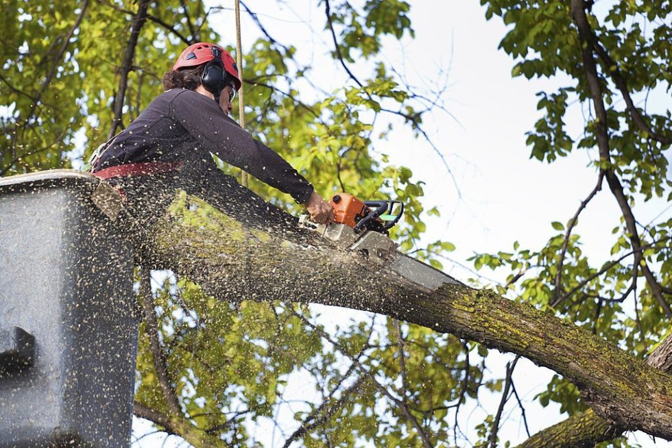 A & J Tree Services – Pomona