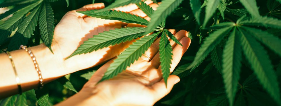 Hybrid Relief Medical Dispensary