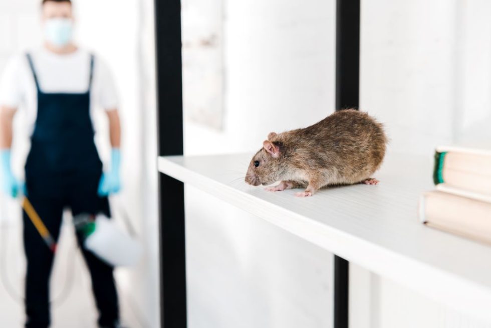 Above and Beyond Pest Control