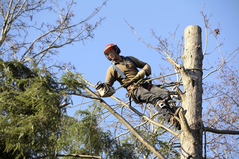 Greenway Tree Service