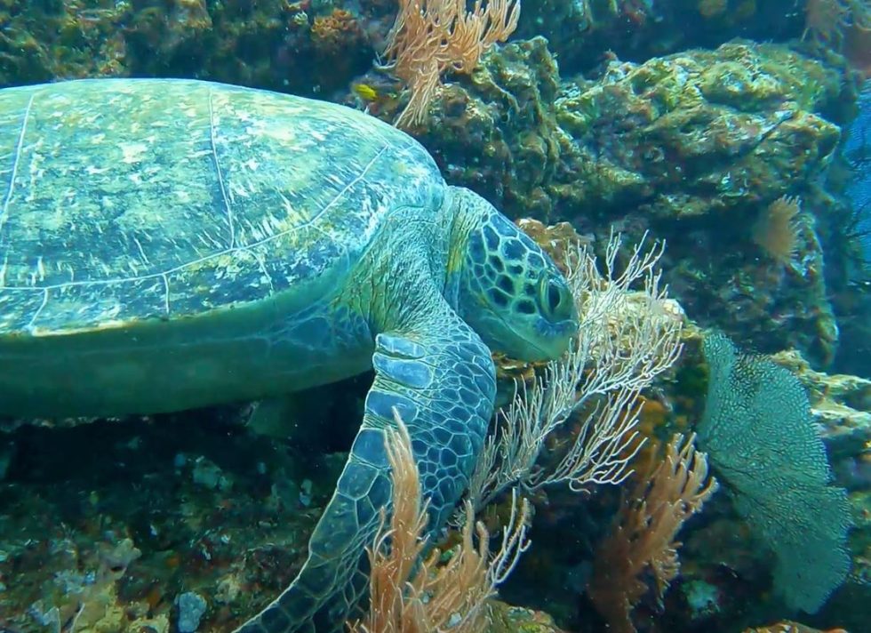 Nature and Oceans Adventures