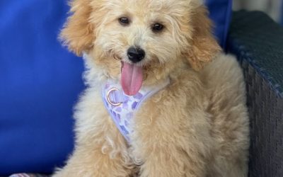 Bark Busters Treasure Coast