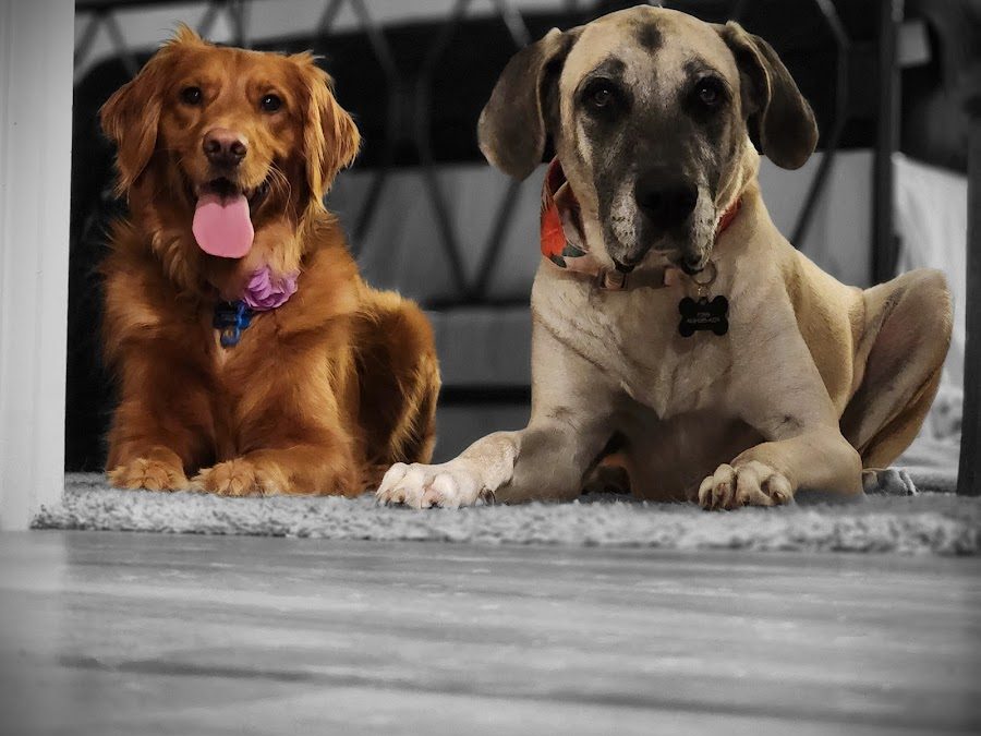 Bark Busters Home Dog Training Arlington