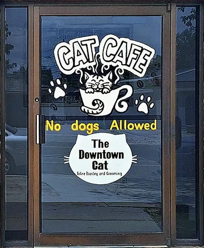 The Downtown Cat